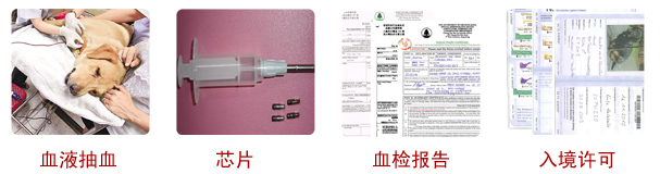 锦辉宠物出国托运要求和办理流程